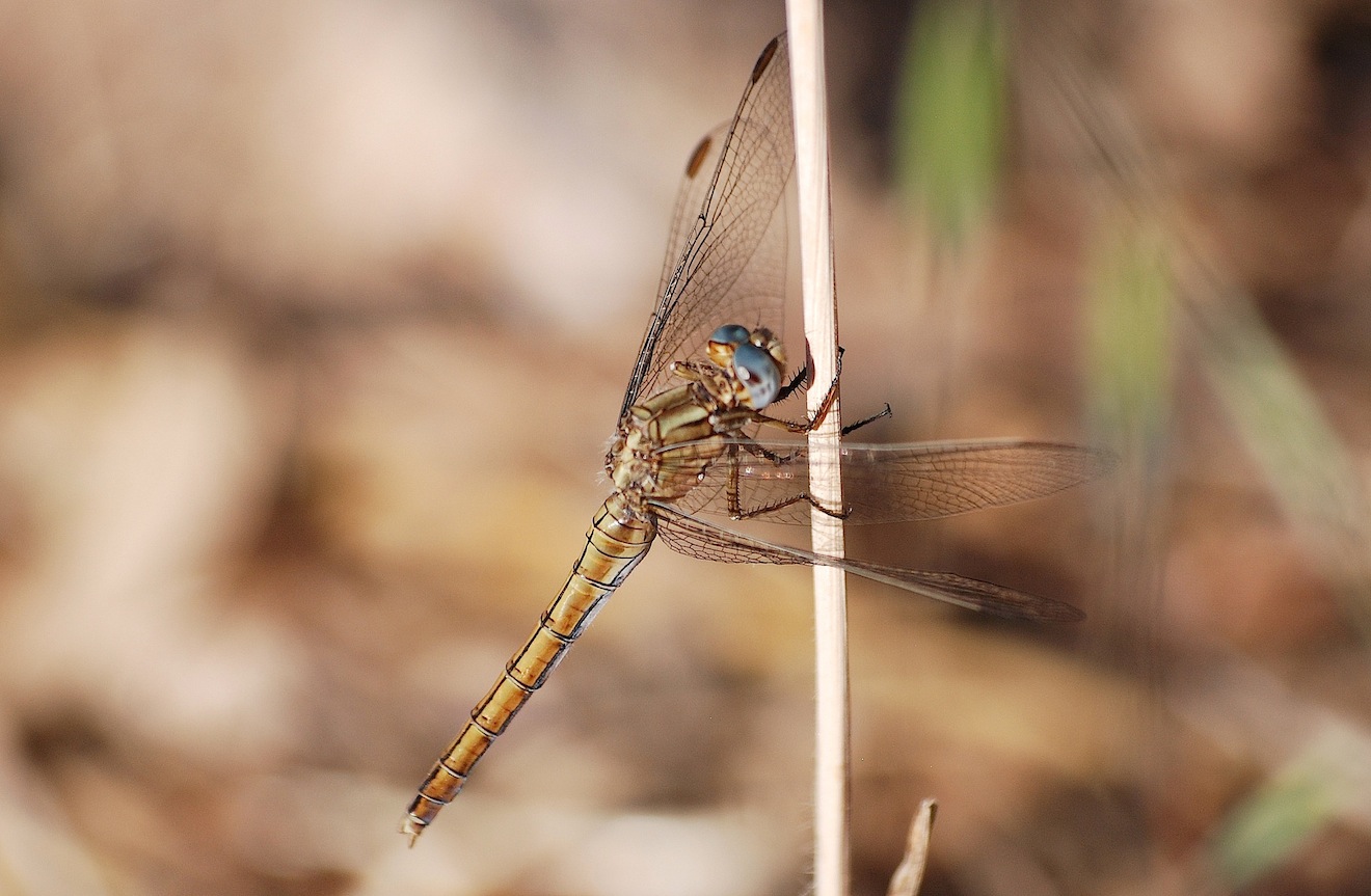 Sympetrum fonscolombii ?